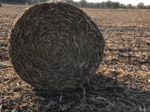 Eladó körbálás kukoricaszár