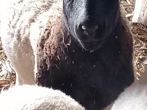 Fiatal Dorper család eladó