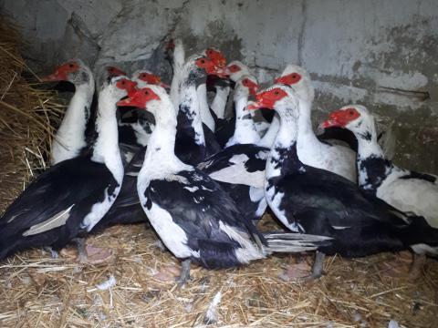 Némakacsa gácsér eladó Némakacsa gácsér eladó