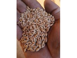 Tritikálé,  eladó Cegléd környékén szállítás megoldható