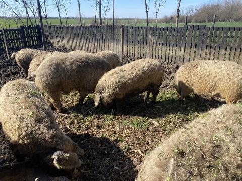 Szőke Mangalica koca kocák