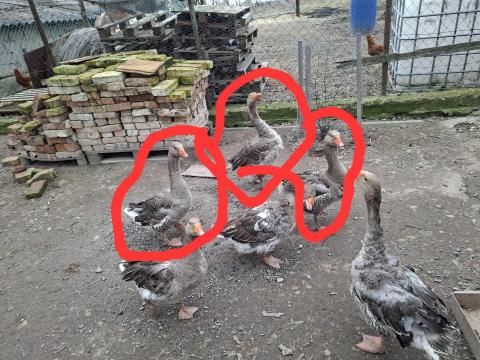 Eladó liba Eladó liba