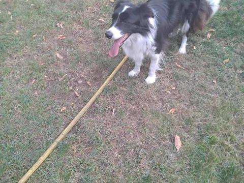 Ajándékba ingyen elvihető kutya Ajándékba ingyen elvihető kutya