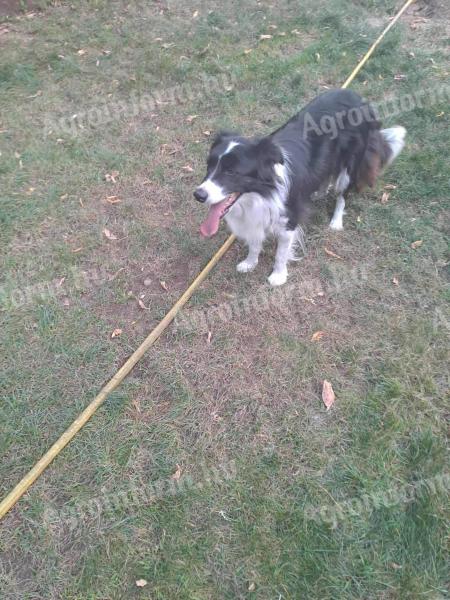 Ajándékba ingyen elvihető kutya