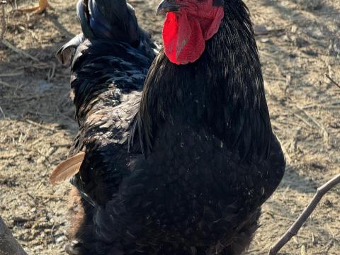 Eladó áprilisi kelésű kakasok Eladó áprilisi kelésű kakasok