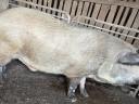 Mangalica-durok vágósertés eladó
