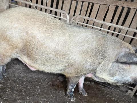 Mangalica-durok vágósertés eladó Mangalica-durok vágósertés eladó