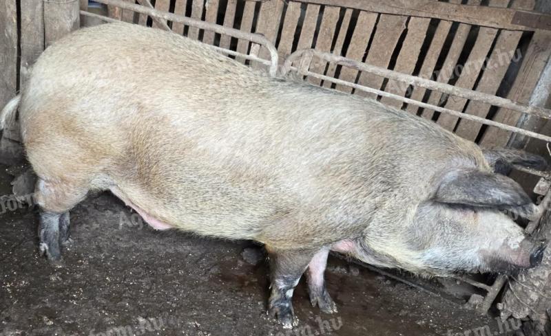 Mangalica-durok vágósertés eladó