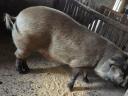 Mangalica-durok vágósertés eladó