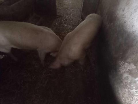 Hízó eladó Hízó eladó