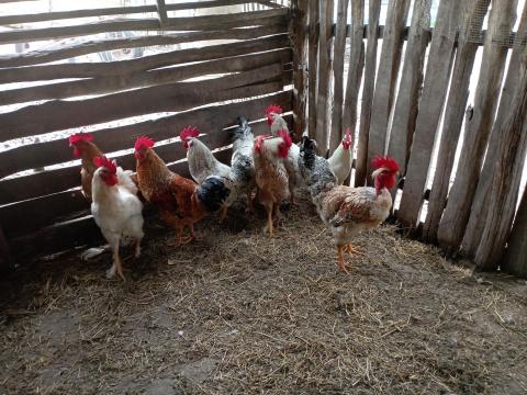 Tanyasi kakasok eladók Tanyasi kakasok eladók