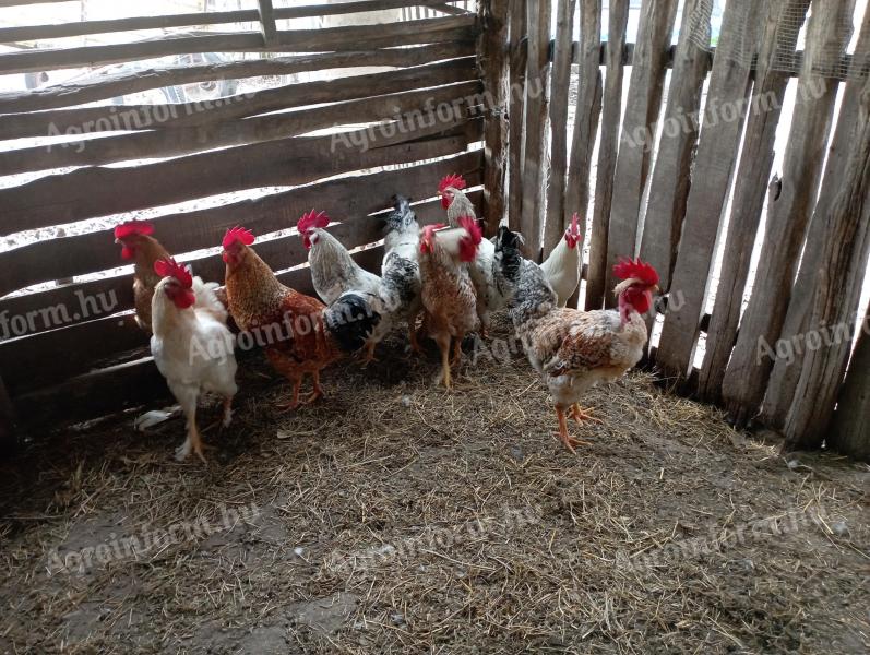 Tanyasi kakasok eladók