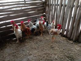 Tanyasi kakasok eladók