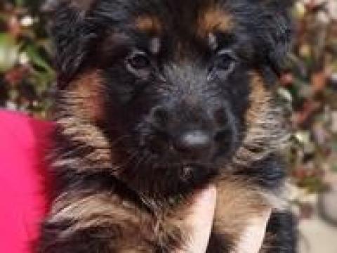 Német juhász(németjuhász) kiskutya Német juhász(németjuhász) kiskutya