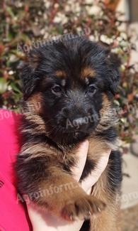 Német juhász(németjuhász) kiskutya