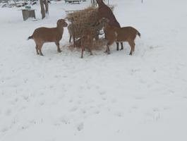 Kecske anyák eladók