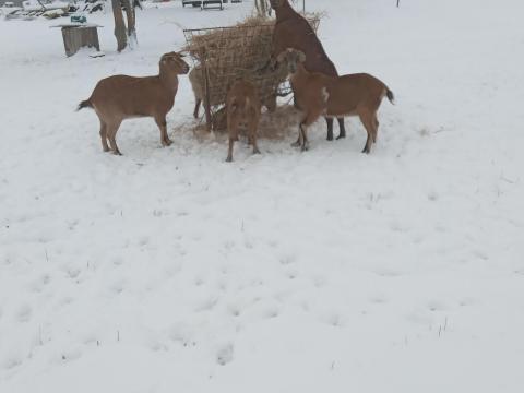 Kecske anyák eladók Kecske anyák eladók
