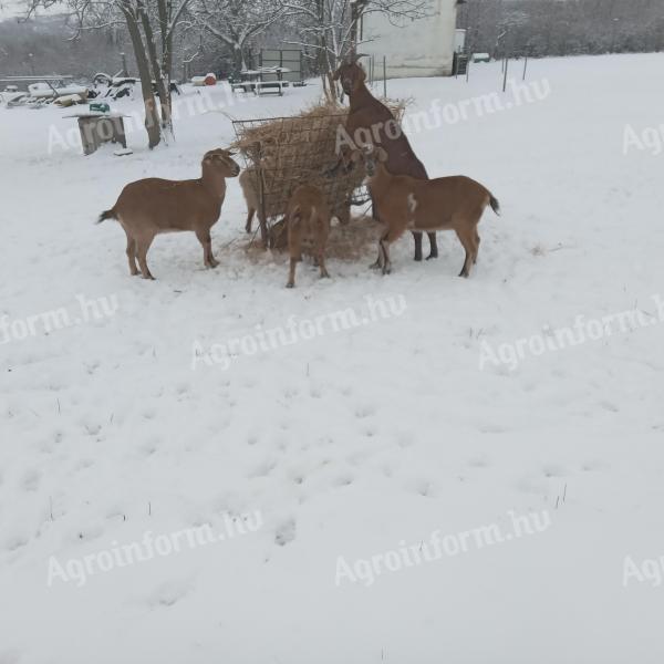 Kecske anyák eladók