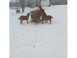 Kecske anyák eladók