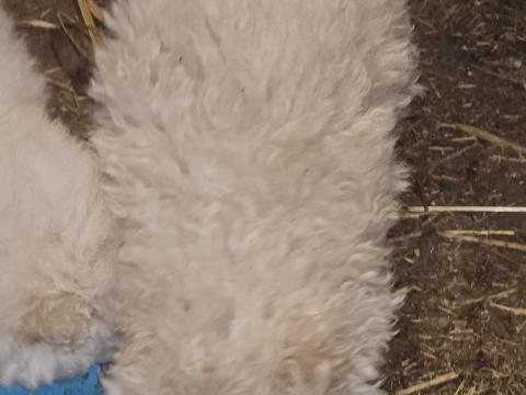 Mudi jellegű kölykök gazdát keresnek Mudi jellegű kölykök gazdát keresnek