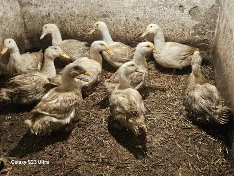Hízott kacsák eladóak Hízott kacsák eladóak