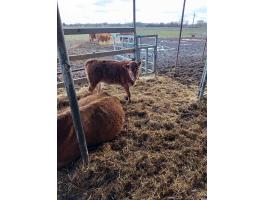 Keresek húshasznú borjúkat!