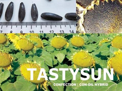 SZOTYI napraforgó vetőmag TASTYSUN fajta SZOTYI napraforgó vetőmag TASTYSUN fajta