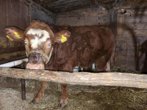 Eladó mt/limuzin keresztezett 7 hónapos bikaborjú Eladó mt/limuzin keresztezett 7 hónapos bikaborjú