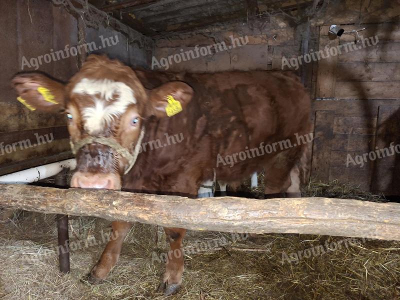 Eladó mt/limuzin keresztezett 7 hónapos bikaborjú