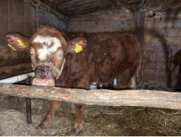 Eladó mt/limuzin keresztezett 7 hónapos bikaborjú