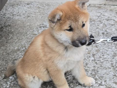 Shiba Inu 9 hetes hím kölyökkutya Shiba Inu 9 hetes hím kölyökkutya