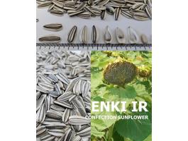 ENKI étkezési napraforgó vetőmag