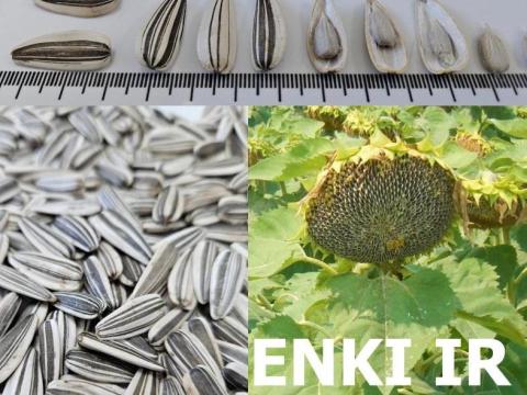 SZOTYI napraforgó vetőmag ENKI fajta SZOTYI napraforgó vetőmag ENKI fajta