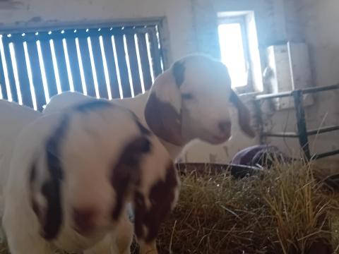 Eladó Búr kecskegidák Eladó Búr kecskegidák