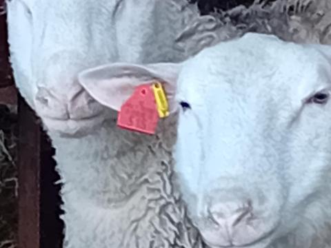 Berrichon du Cher minősített kosok eladók