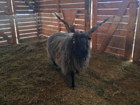 Eladó K törzskönyves kos