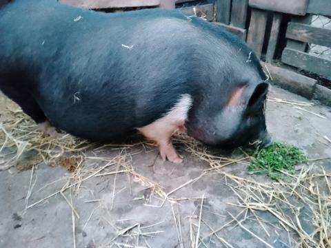 Eladó egy 1 éves vietnámi előhasi koca Szabadbattyánban Eladó egy 1 éves vietnámi előhasi koca Szabadbattyánban