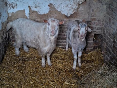 Eladó bak kecskék