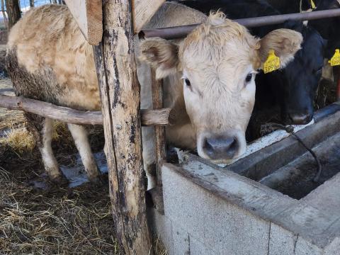 Húshasznú borjúk eladók