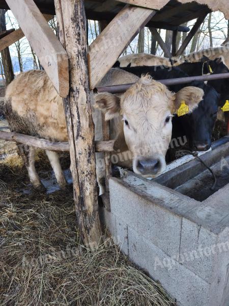 Húshasznú borjúk eladók