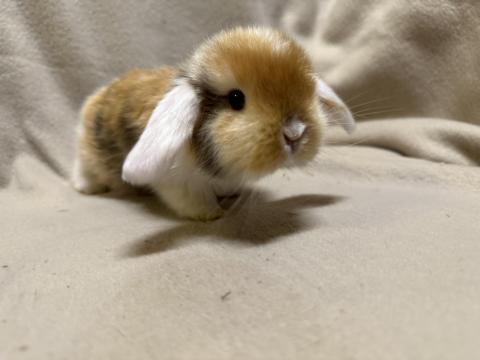 Lógófülű törpenyuszik Lógófülű törpenyuszik