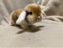 Lógófülű törpenyuszik