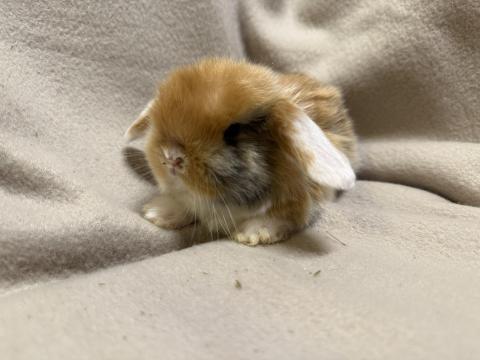 Lógófülű törpenyuszik gazdit keresnek regisztrált tenyészetből