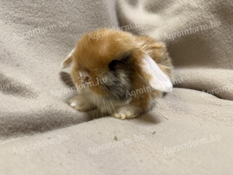 Lógófülű törpenyuszik gazdit keresnek regisztrált tenyészetből