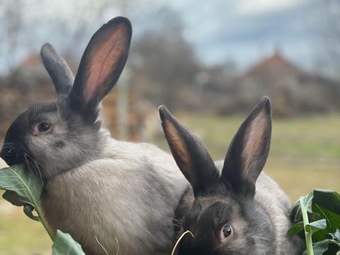 Székely nyulak eladók Székely nyulak eladók
