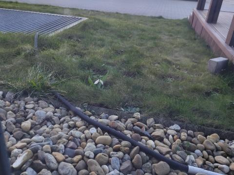 Tulipán hagyma ????