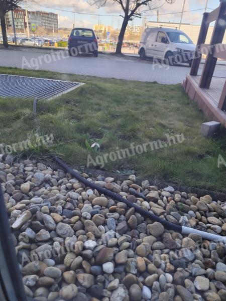 Tulipán hagyma ????