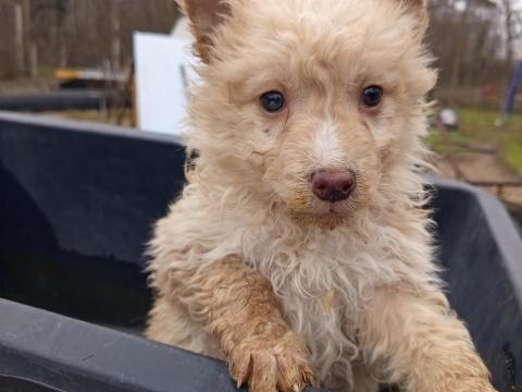 Mudi jellegű kiskutyák szerető gazdit keresnek Mudi jellegű kiskutyák szerető gazdit keresnek