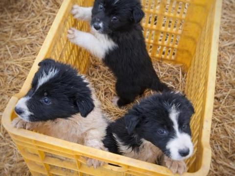 Border Collie fajtatiszta jellegű kölykök Border Collie fajtatiszta jellegű kölykök