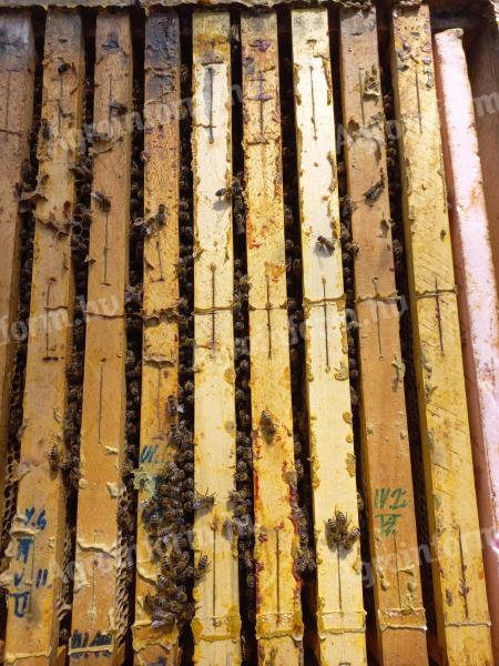 Hunor méhcsaládok eladók